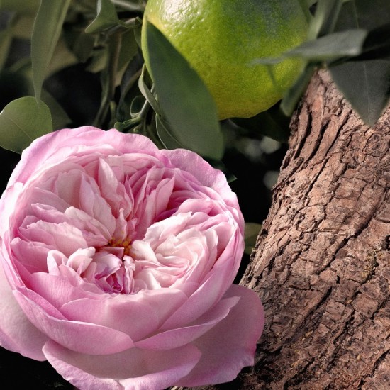 Chloé Eau de Parfum Intense Rose Naturelle 150 Recarga 11