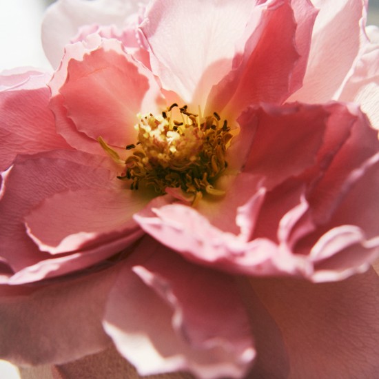 Chloé Rose Naturelle Intense EDP 150ml recargable 4