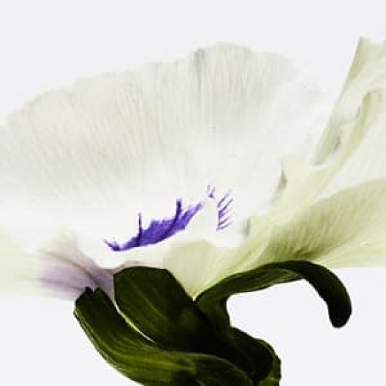 Loewe Aire Anthesis 50ml 2