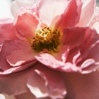 Chloé Rose Naturelle Intense EDP 150ml recargable 4