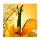 Euphoria Solar Elixir 30ml 3