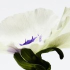 Loewe Aire Anthesis 50ml 2