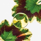 Loewe Esencia Elixir 50ml 2