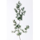 Loewe Solo Cedro 100Ml 2