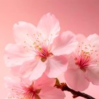 The Ritual Sakura Shimmering Body Spray 150ml 1